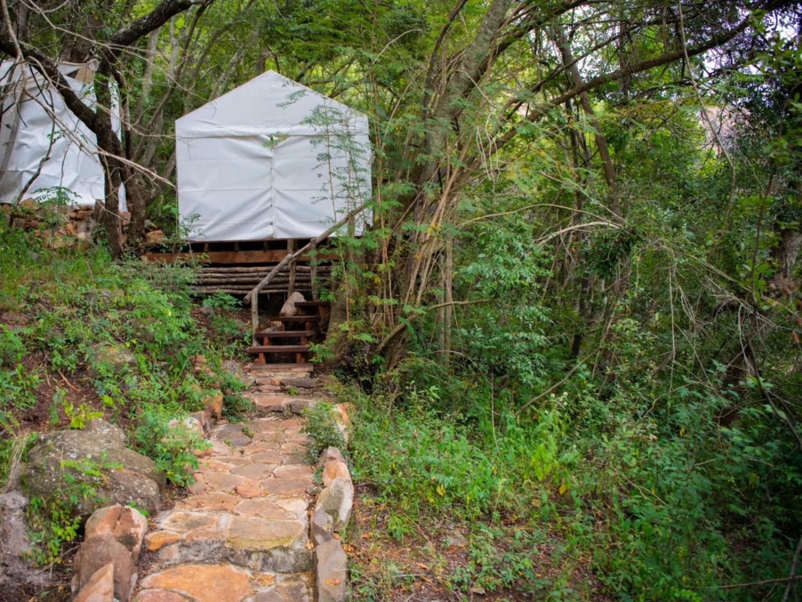 Riverbed Africa Lydenburg Bilik gambar